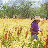 En México, solo 3 de cada 10 mujeres son propietarias de tierra