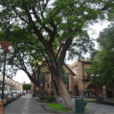 México, líder latinoamericano en infraestructura verde urbana