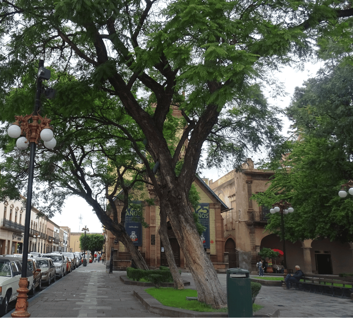 México, líder latinoamericano en infraestructura verde urbana