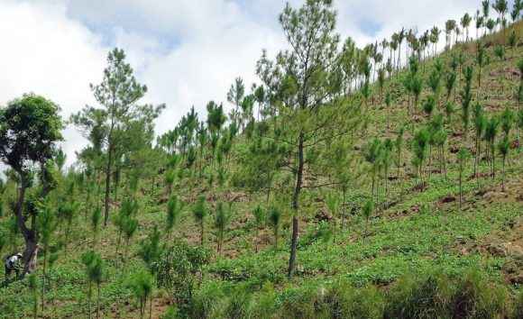 Anuncian plan de reforestación en la CDMX - arboles 0 e1464283464216