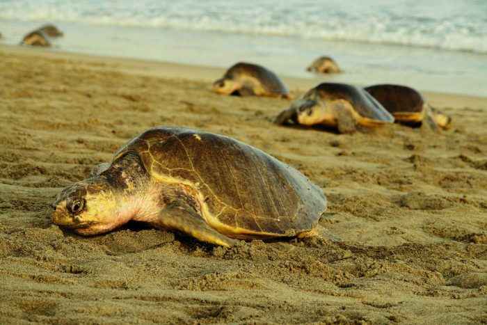 Tortugas golfinas acuden a desovar en playas de Oaxaca