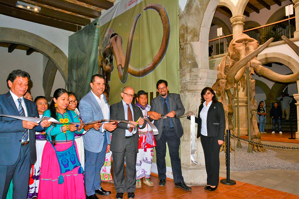 Se exhibirán restos de mamut en Museo Regional de Nayarit