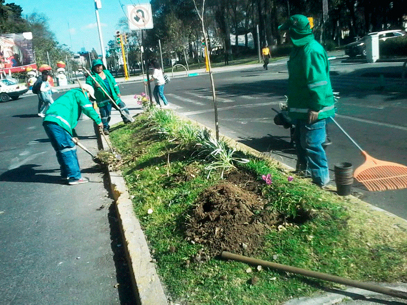 Dan mantenimiento a áreas verdes en Toluca